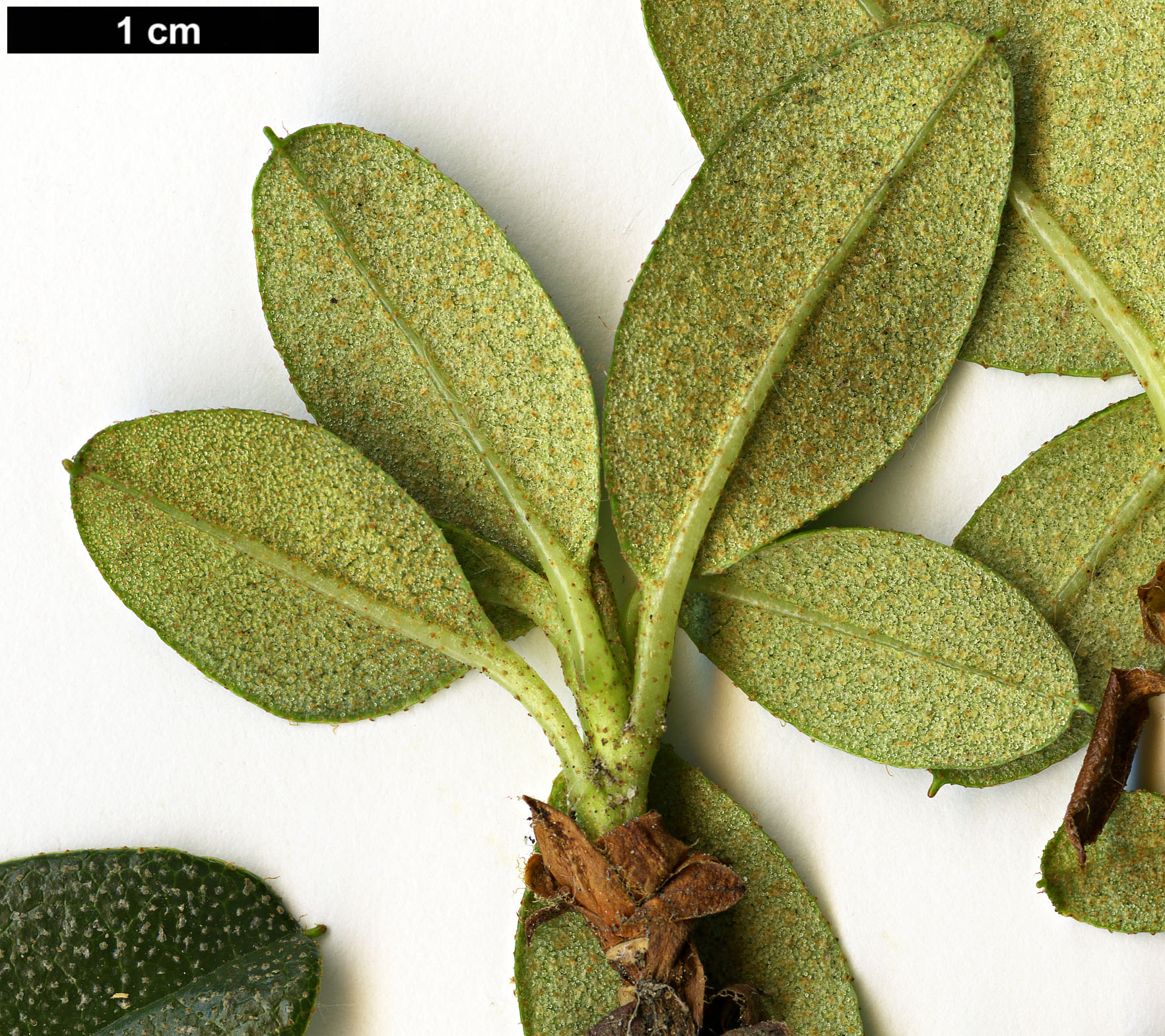 High resolution image: Family: Ericaceae - Genus: Rhododendron - Taxon: cephalanthum - SpeciesSub: subsp. cephalanthum Crebreflorum Group High resolution image: Family: Ericaceae - Genus: Rhododendron - Taxon: cephalanthum - SpeciesSub: subsp. cephalanthum Crebreflorum Group